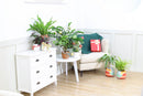 6 inch syngonium white butterfly live air plant for sale, lush pale cream and jade green variegated heart-shaped foliage with natural veining creating botanical elegance, rapidly spreading vine form that requires weekly rotation to prevent asymmetrical one-sided leaf growth, adapts remarkably to low-light artificial office environments lit by led screens and overhead panels, vulnerable to cold damage and browning from direct air conditioning vent and heater air exposure, beautiful tall plant display for liv