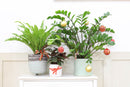 6" pot bird's nest 'victoria' fern live houseplant for sale, broad wavy fronds with prominent midrib and glossy surface, compact tropical rosette form, air purifying and pet friendly, ideal for shelves or floor planters in humid spaces, a beautiful gift for any plant lover