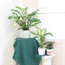 buy ZZ Plant live houseplant 8" pot online, magnificent full specimen with deep emerald glossy pinnate leaves in white cylinder pot, slow growing nearly indestructible perennial, air purifying with toxin filtering benefits, grand floor display plant for modern and contemporary interiors, stunning premium gift