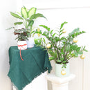buy ZZ Plant live houseplant 8" pot online, magnificent full specimen with deep emerald glossy pinnate leaves in white cylinder pot, slow growing nearly indestructible perennial, air purifying with toxin filtering benefits, grand floor display plant for modern and contemporary interiors, stunning premium gift