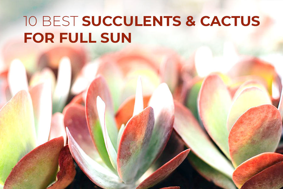 10 best succulents and cacti for full sun