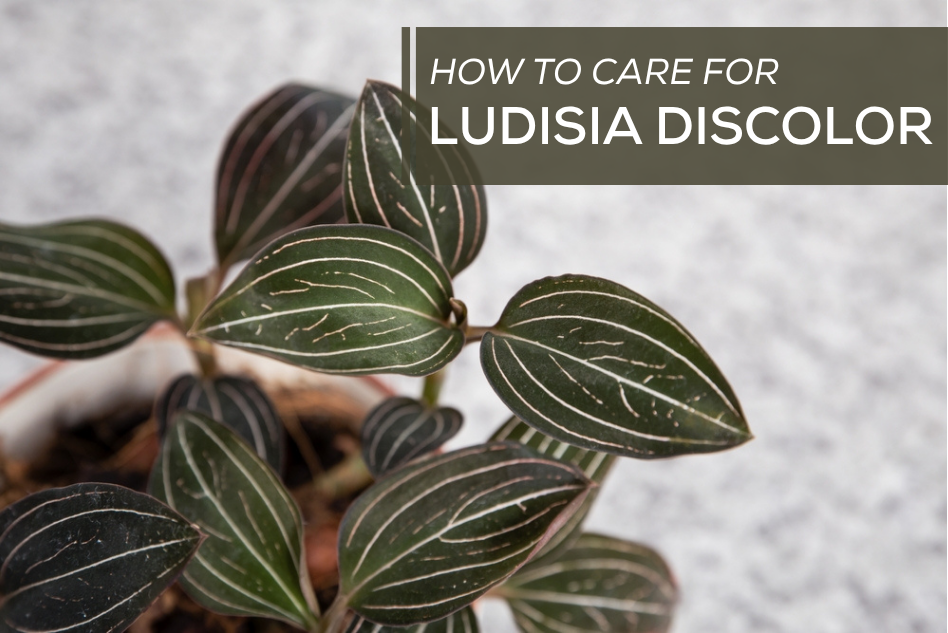 How to Care for Ludisia Discolor