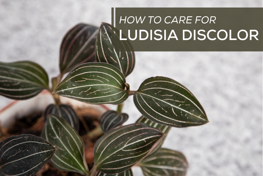 How to Care for Ludisia Discolor