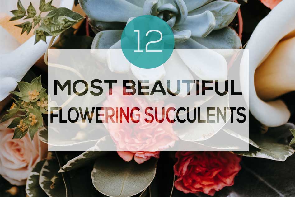 12 most beautiful flowering succulents, The most fabulous flowering succulents, What kind of succulents bloom flowers, Types of flowering succulents, flowering succulents indoors
