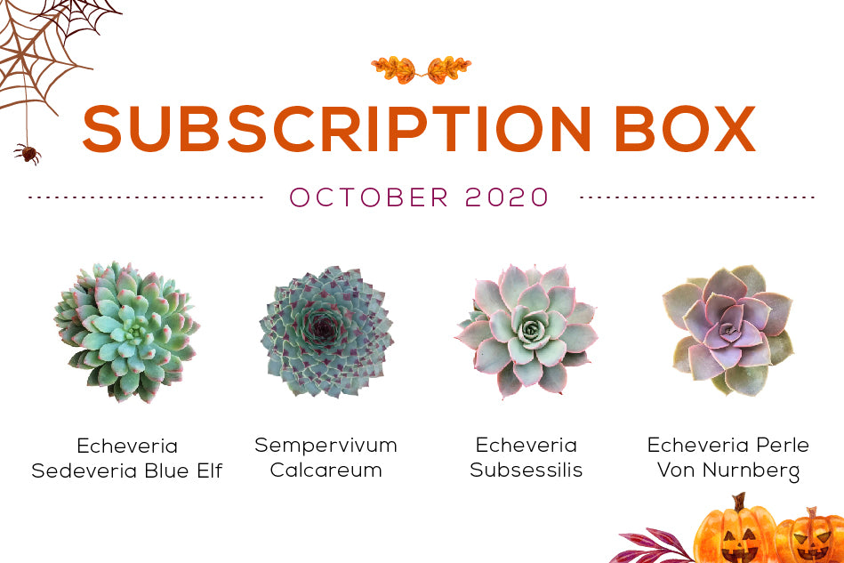 October 2020 Succulent Subscription Box Care Guide