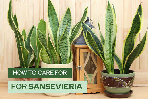 How to care for Sansevieria