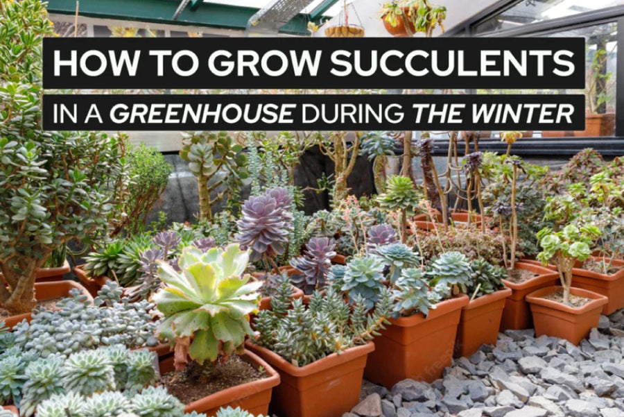 How to Grow Succulents in a Greenhouse During the Winter