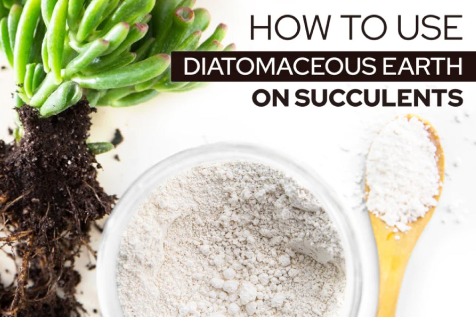How to Use Diatomaceous Earth on Succulents