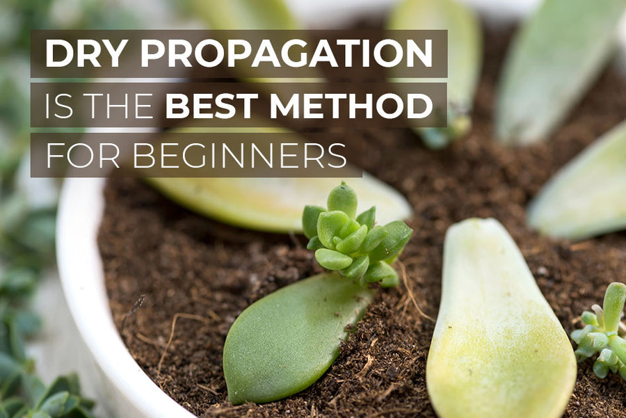 Why dry propagation is the best method for beginners