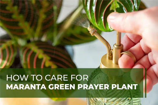 How to Care for Maranta Rabbit Tracks Green Prayer Plant
