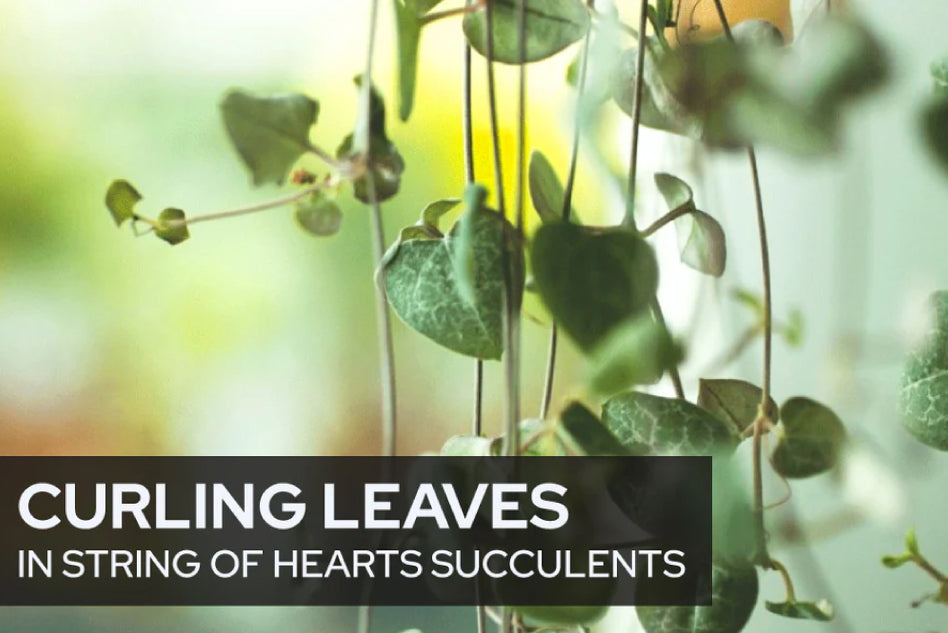 Curling or Wrinkled Leaves in String of Hearts