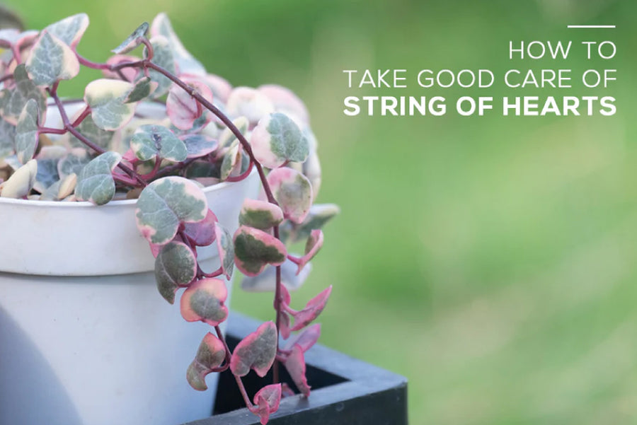 Houseplant care guide: how to care for string-of-pearls plants