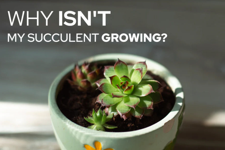 Why Isn’t my Succulent Growing, Succulent Problems