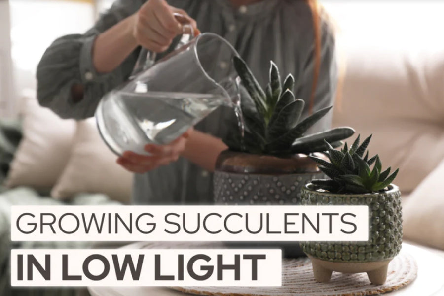 Growing Succulents in Low Light