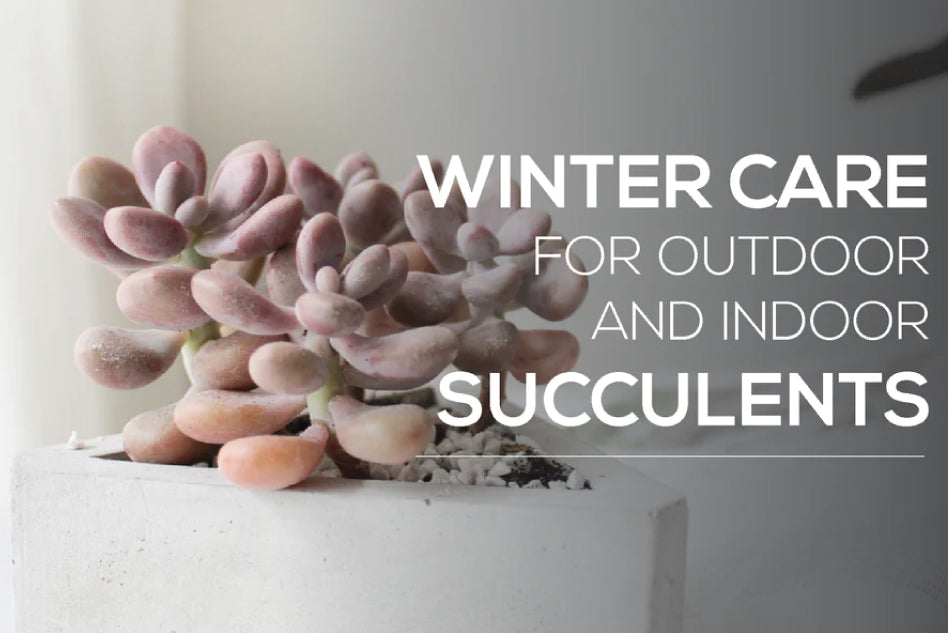 Indoor & Outdoor Winter Care Guide for Succulents