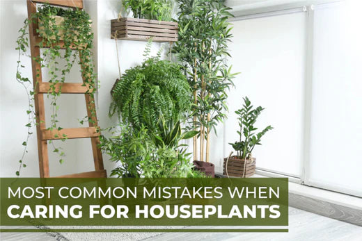 Common Mistakes When Caring for Houseplants and Tips to Avoid