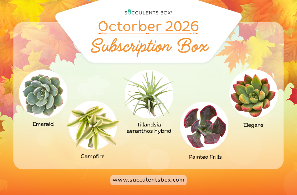 OCTOBER 2026 SUCCULENT SUBSCRIPTION BOX CARE GUIDE
