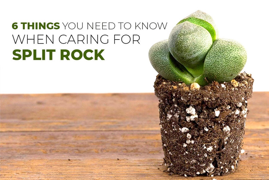 6 things you need to know when caring for Split Rock, Tips for growing split rock