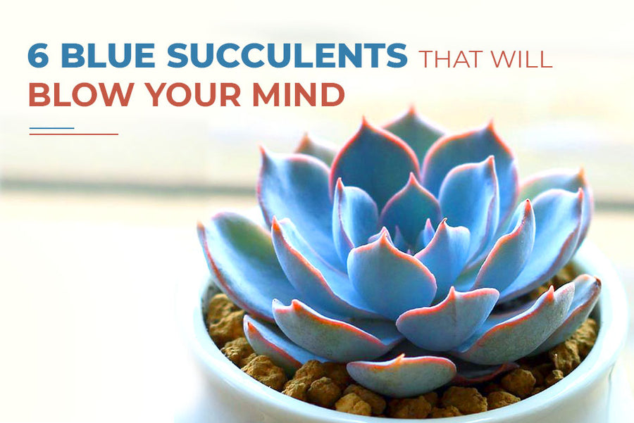 6 blue succulents that you need in your garden