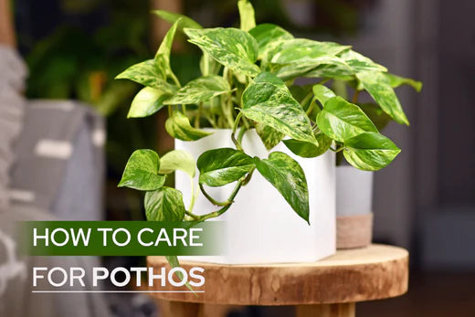 How to Care for Pothos, Pothos Plant Care Guide
