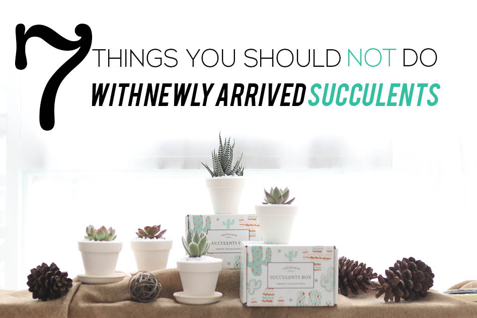7 things you should NOT do with newly arrived succulents