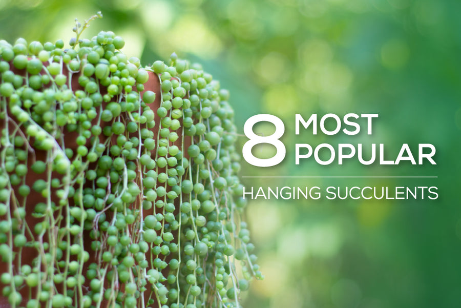 8 most popular hanging succulents, how to care for hanging succulents, trailing succulent for sale, What succulents are best for hanging baskets, Trailing succulents perfect for planting in hanging baskets