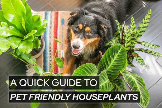 A Quick Guide to Pet-Friendly Houseplants