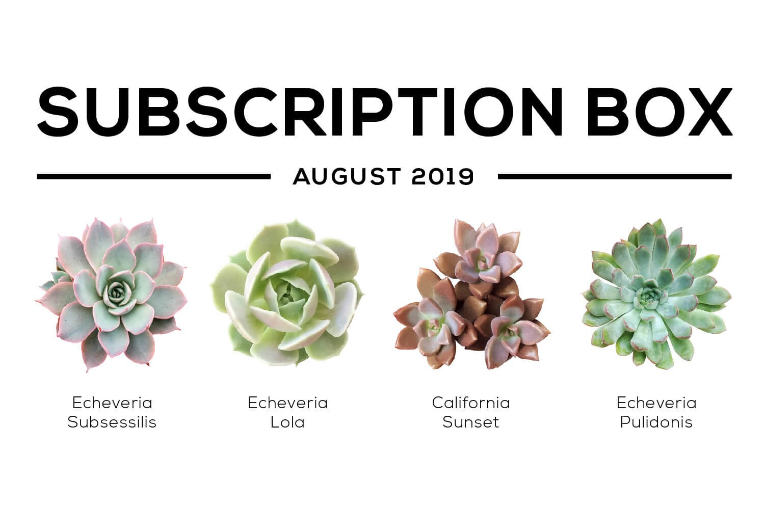 Succulents Box August 2019 Care Guide