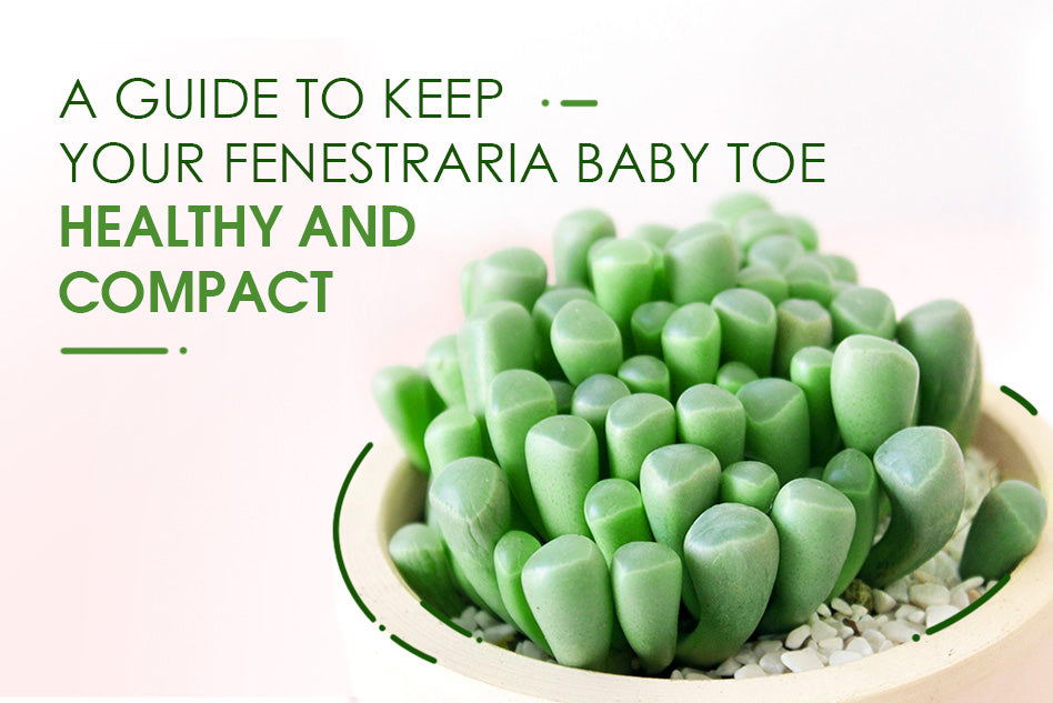 A guide to keep your Fenestraria Baby Toe healthy and compact