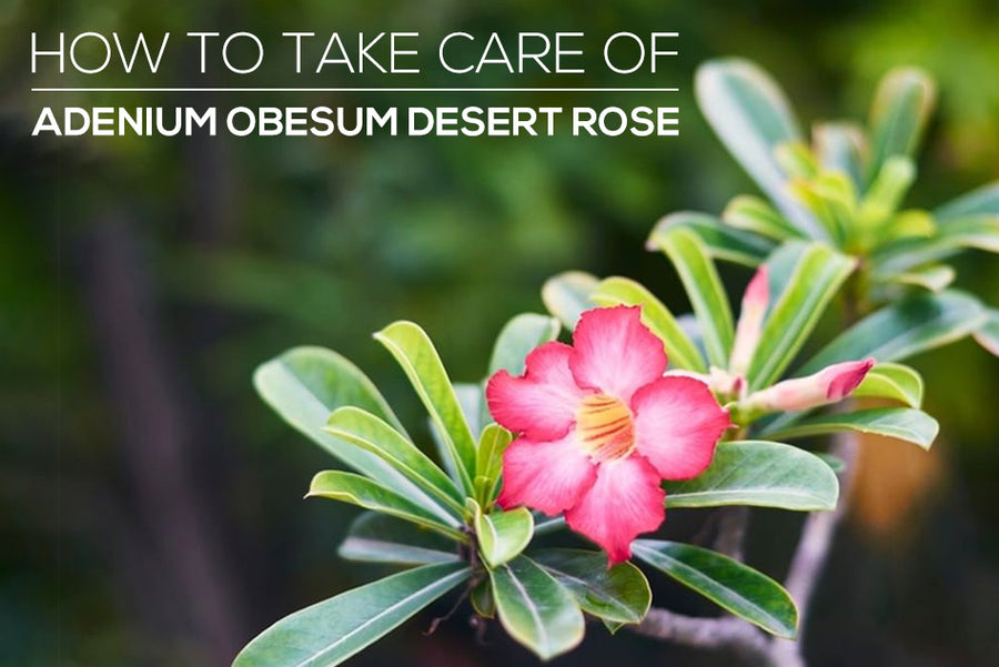 How to Grow and Care for Adenium Obesum Desert Rose Plant - Succulents Box