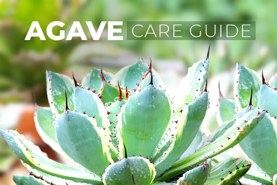 General care guide for Agave, Tips for growing Agave Succulents, How to care for Agave Succulents