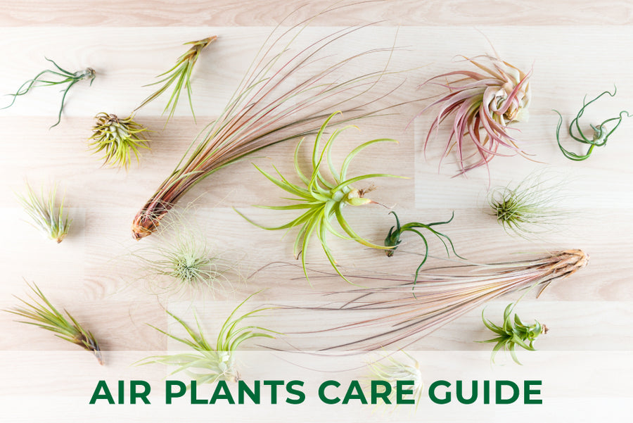 Air Plants Care Guide, How to grow and care for Tillandsia air plants