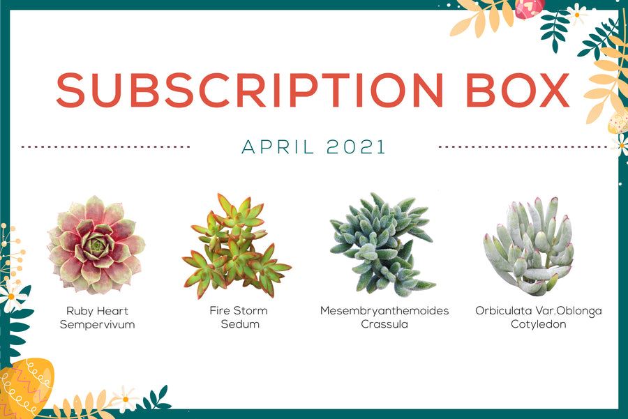 April 2021 succulent subscription box with care guide