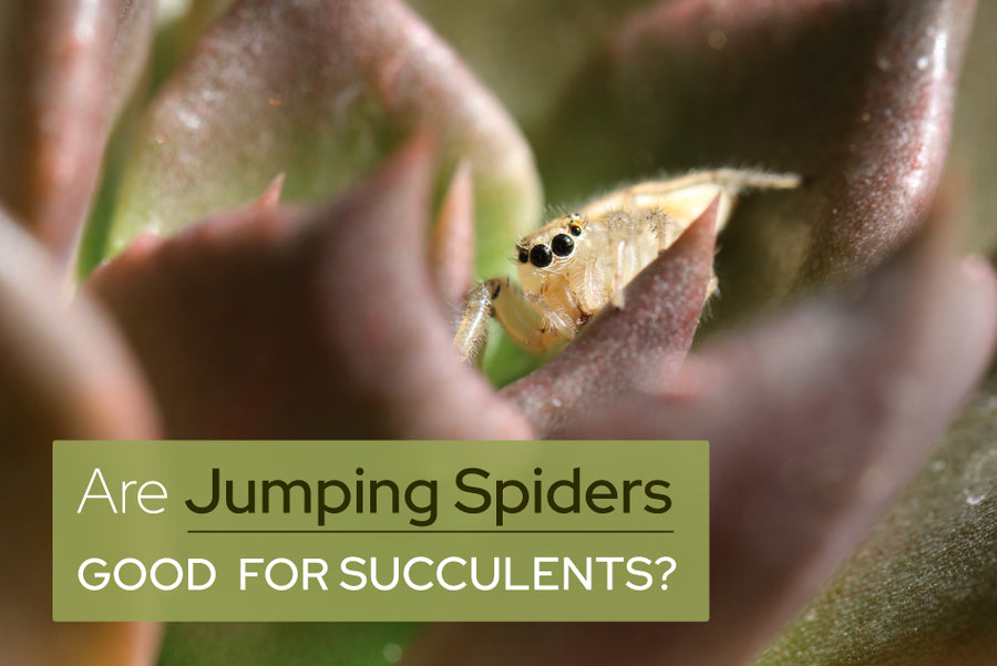 Are Jumping Spiders Good for Succulents, do succulents attract spiders, spiders on succulents, how to get rid of spiders on succulents, how to keep spiders off succulents, how to get rid of spiders in succulents