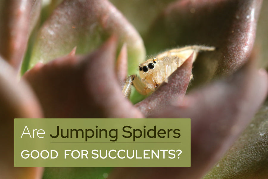 Are Jumping Spiders Good for Succulents, do succulents attract spiders, spiders on succulents, how to get rid of spiders on succulents, how to keep spiders off succulents, how to get rid of spiders in succulents