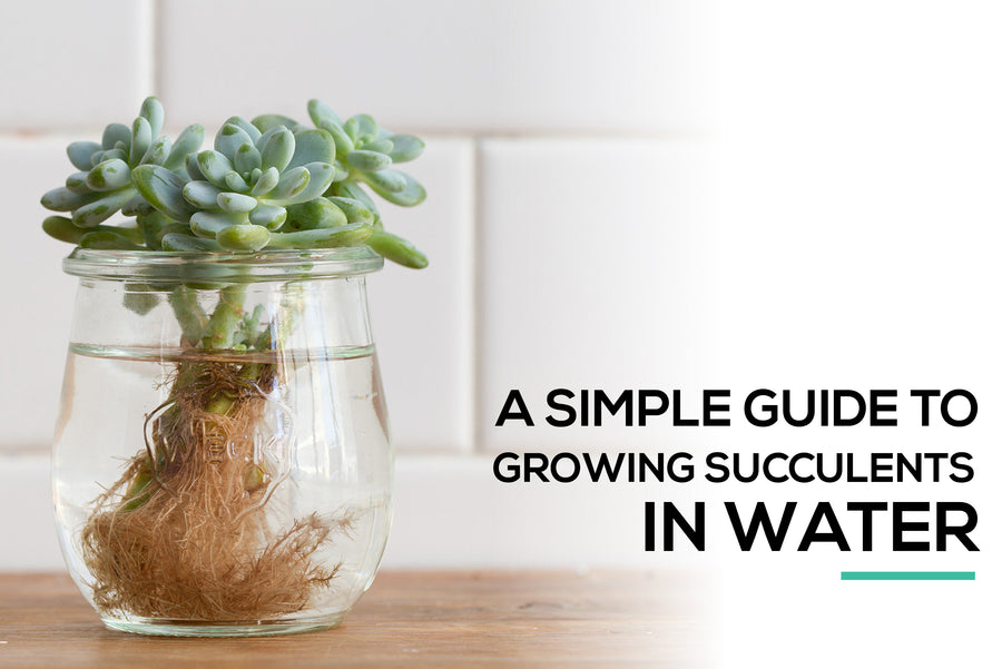 A simple guide to growing succulents in water