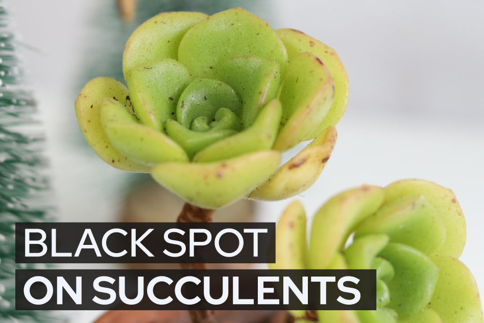 Black spots on succulents
