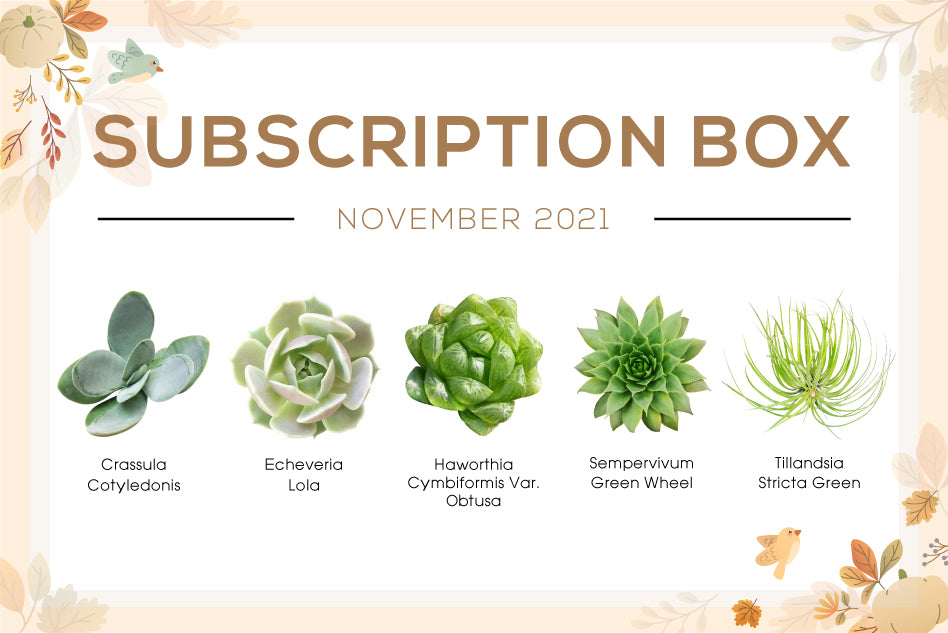 NOVEMBER 2021 SUCCULENT SUBSCRIPTION BOX CARE GUIDE