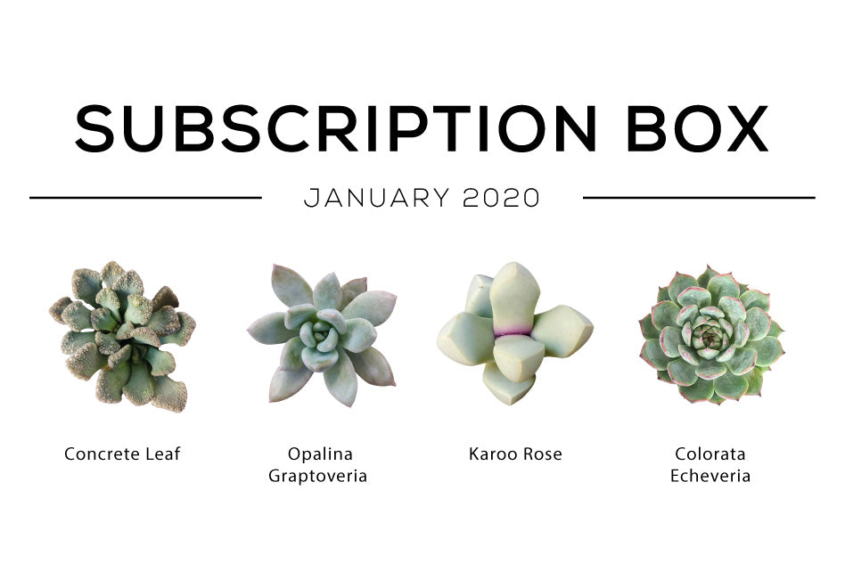January Subscription Box Care Guide, Succulent Subscription Box, Succulent Gift Box, Gift for her, Gift for him, Succulent subscription box monthly
