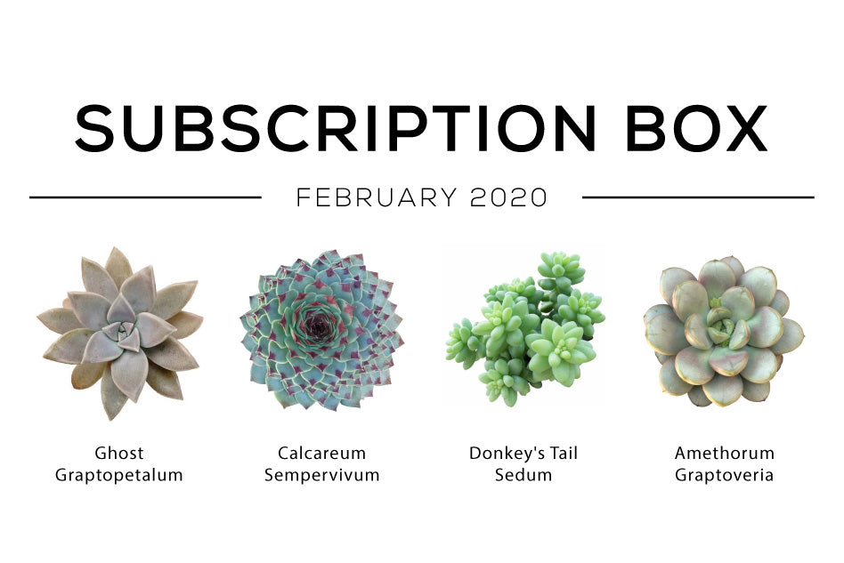 February 2020 Subscription Box Care Guide