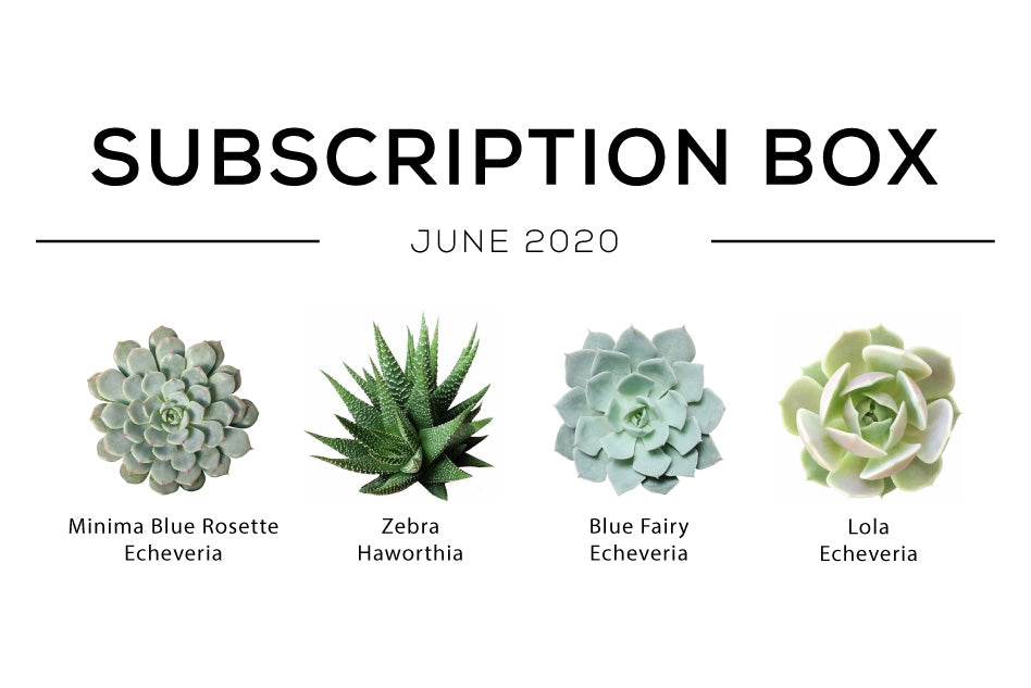 Succulent Boxs June Subscription Box 2020