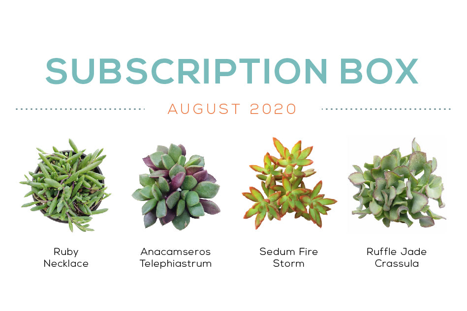 Succulents Box August Subscription Box 2020