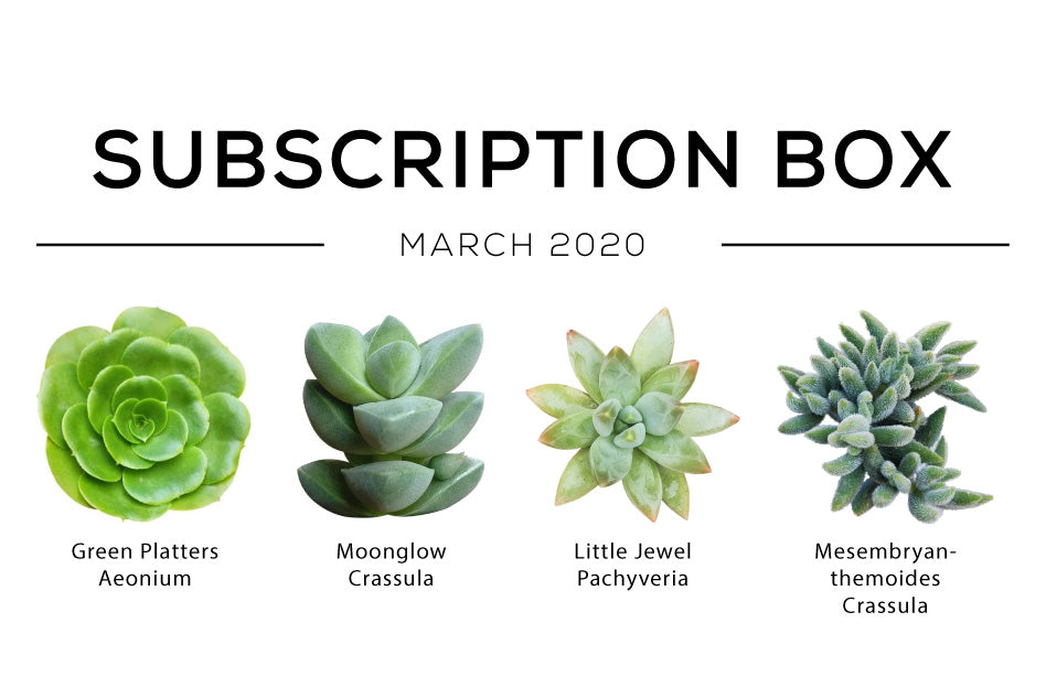 March 2020 Subscription Box Care Guide