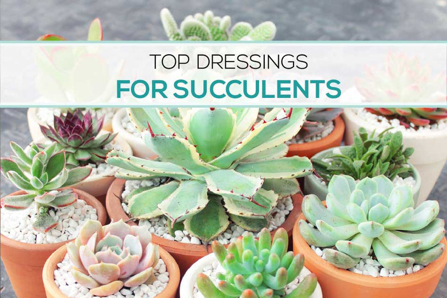 Why and How You Should Use Top Dressings for Your Succulents