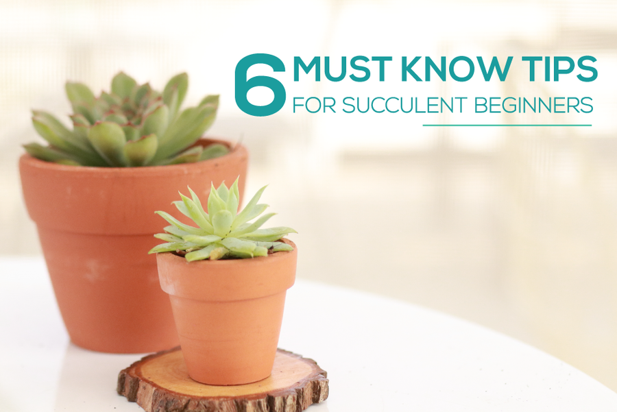 6 Must Know Tips for Succulent Beginners, Succulent plants for beginners, Succulents care guide