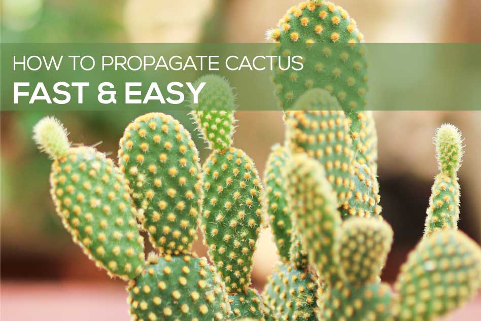 How to propagate cactus easy and fast, Succulent Propagation