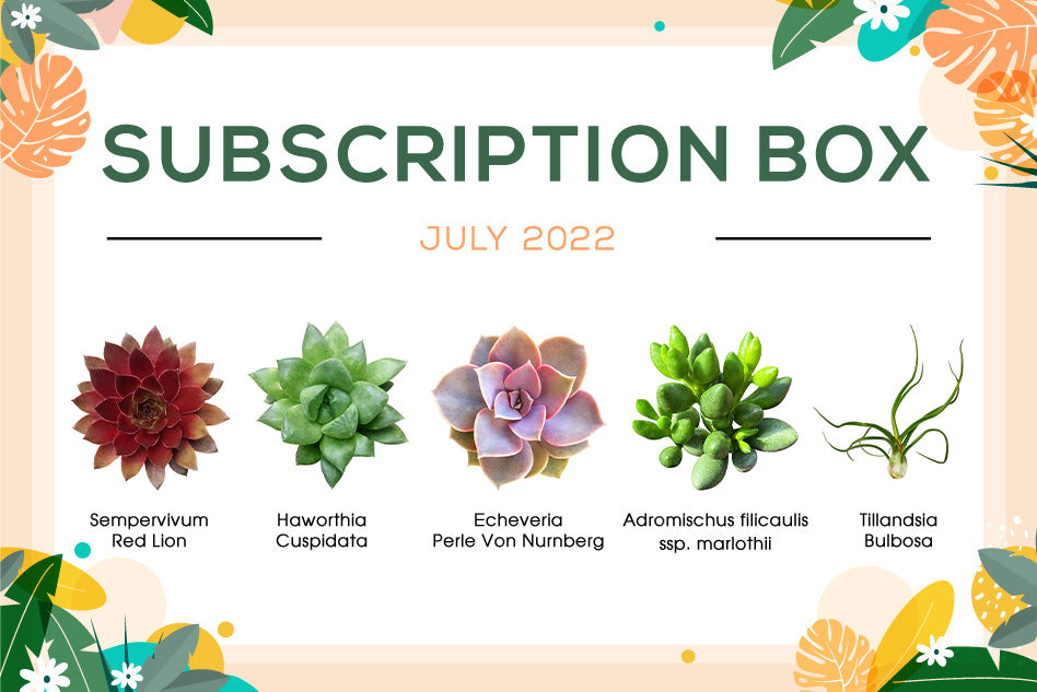 JULY 2022 SUCCULENT SUBSCRIPTION BOX CARE GUIDE