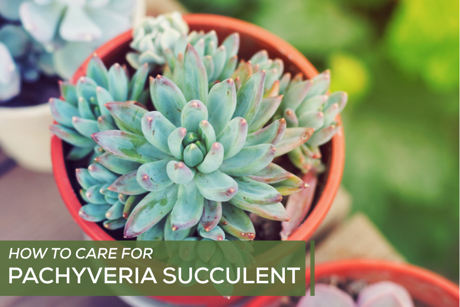 How to Care for Pachyveria Succulent