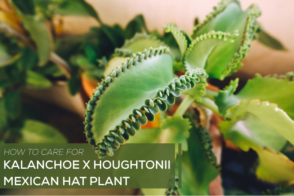 How to Care for Mexican Hat Plant