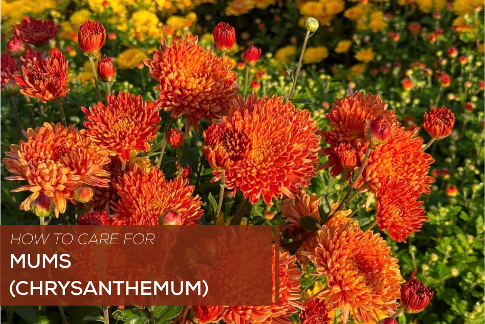 How to Care for Mums (Chrysanthemum)